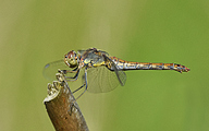 Moustached darter (female, Sympetrum vulgatum).JPG